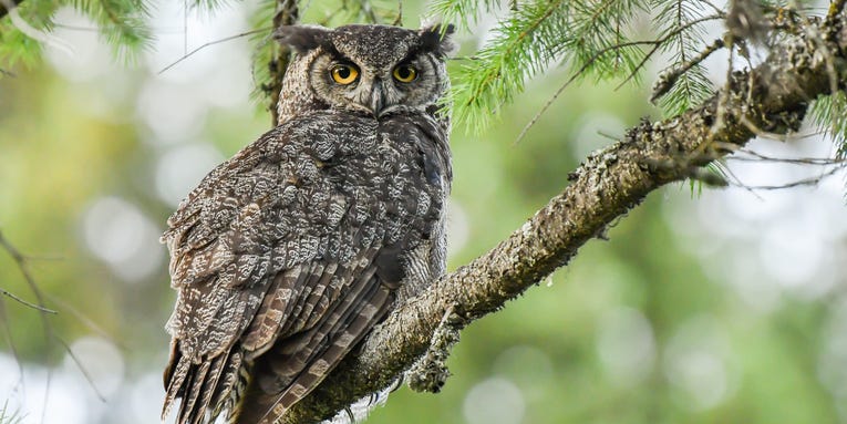 Transform your yard into an owl kingdom