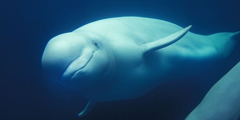 Belugas may be jiggling their melons to communicate