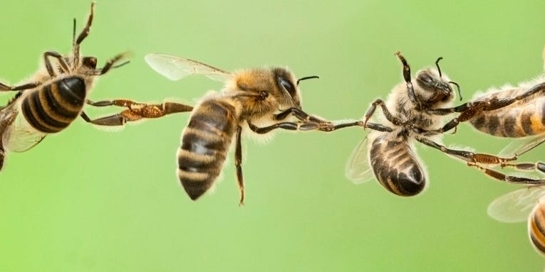 Do we still need to save the bees?