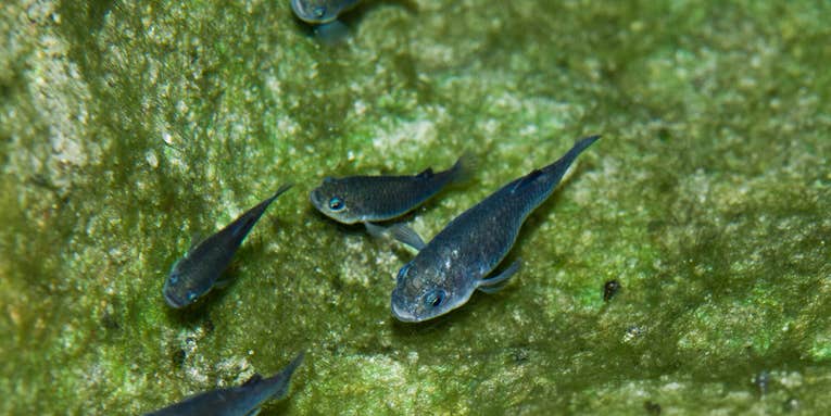 Extremely rare pupfish are thriving in Death Valley National Park