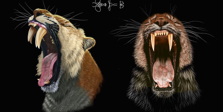 How saber-toothed cats’ baby teeth kept their adult fangs from breaking