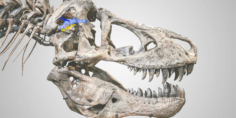 T. rex was probably about as intelligent as a crocodile