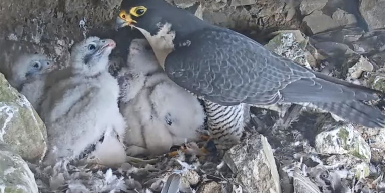 Watch four Peregrine falcon chicks in a nest on Alcatraz Island