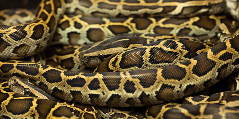 Scientists propose eating more python