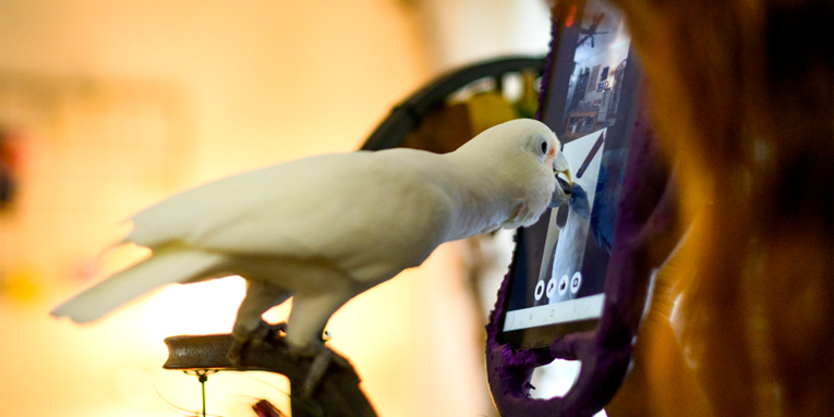 What happened when scientists taught parrots to video chat?