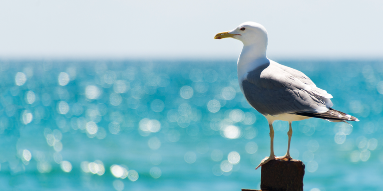 Bigger-brained gull species thrive in urban spaces