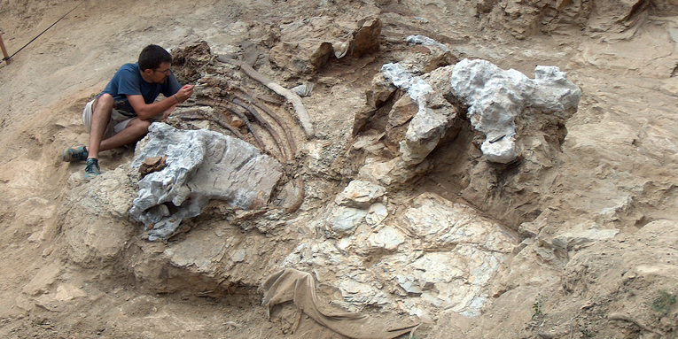 A newly discovered sauropod dinosaur left behind some epic footprints