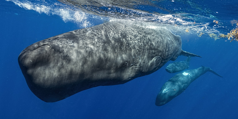 Sperm whales may have their own ‘alphabet’
